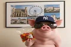 عینک دودی؛ پاستیل خرسی برای دیپلمات‌های ما، خوکی برای آن‌ها