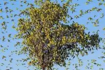 تصاویر؛ رقص شگفت‌انگیز هزاران مرغ عشق در آسمان