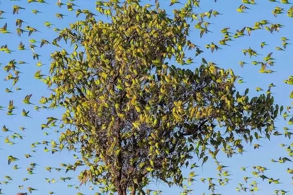 تصاویر؛ رقص شگفت‌انگیز هزاران مرغ عشق در آسمان