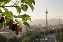 هشدار پزشکان درباره درختان توت تهران 