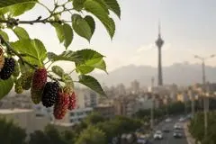 هشدار پزشکان درباره درختان توت تهران 