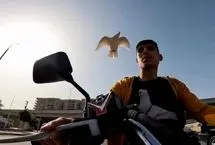 ببینید؛ دوستی منحصربفرد جوان مصری با یک کبوتر