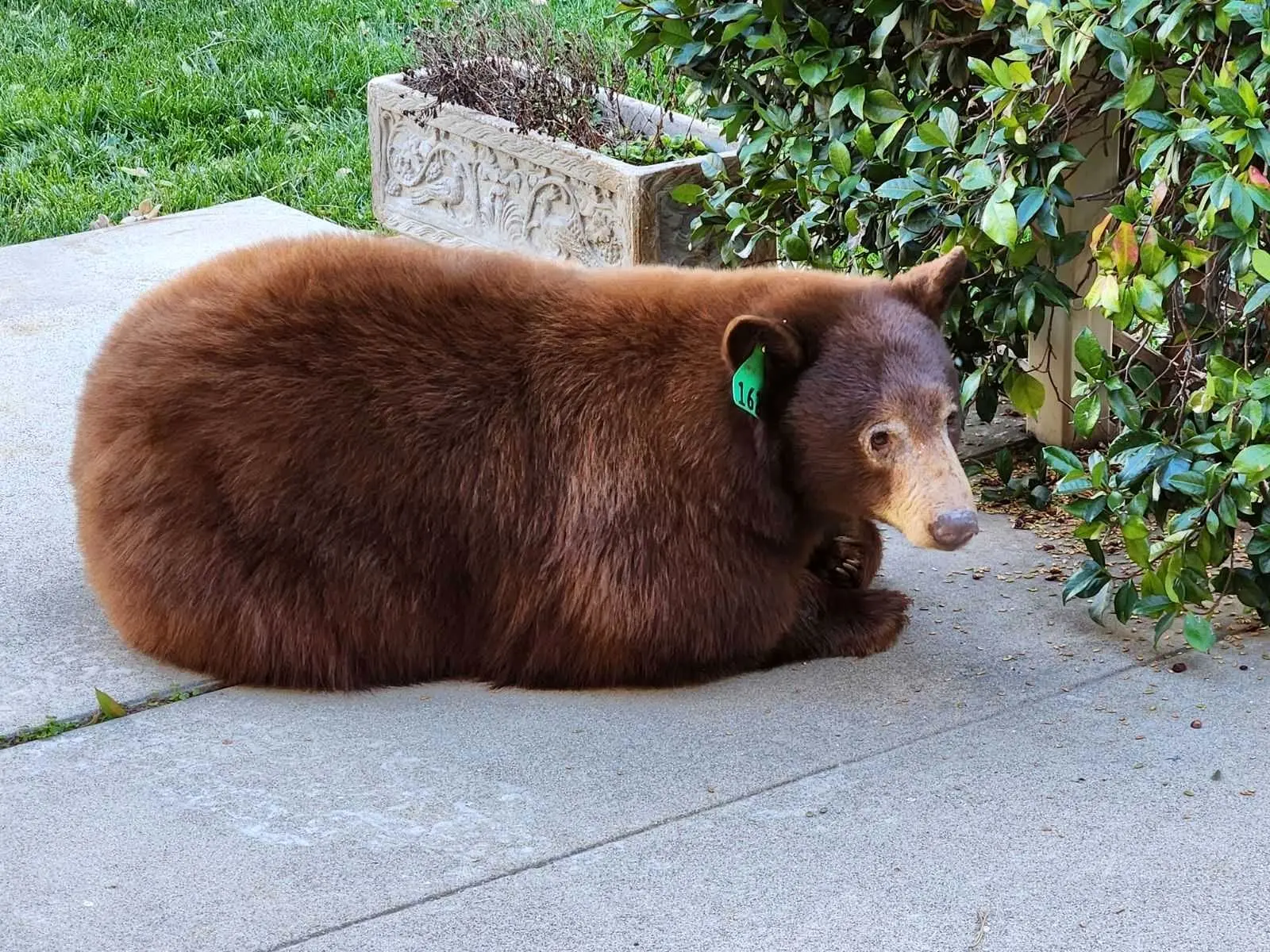 ببینید؛ سکونت خرس بزرگ زیر یک خانه باعث وحشت شد