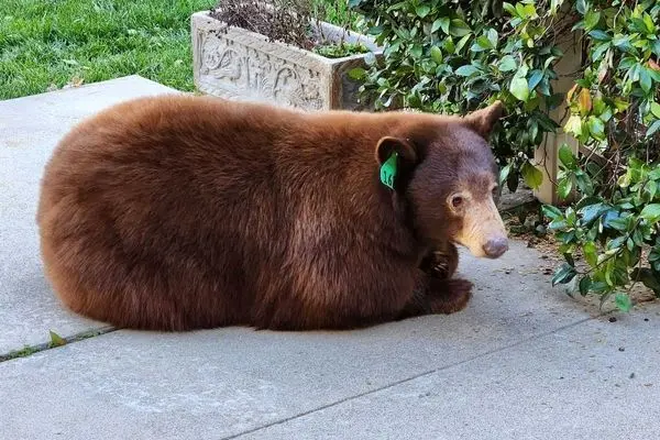 ببینید؛ سکونت خرس بزرگ زیر یک خانه باعث وحشت شد