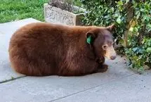 ببینید؛ سکونت خرس بزرگ زیر یک خانه باعث وحشت شد