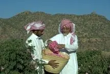 ماجرای خبر «ثبت گل محمدی به‌نام عربستان» چیست؟