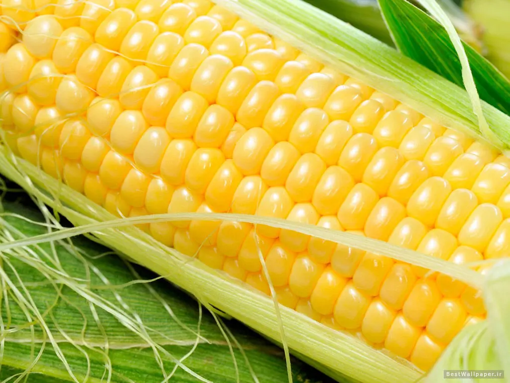  کدام مواد غذایی حاوی بیشترین مقدار قند و نشاسته هستند؟