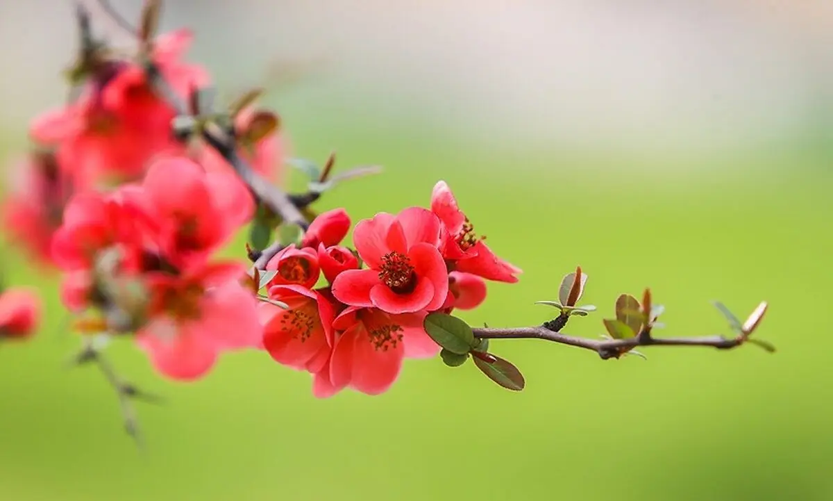 تفال به حافظ چهارشنبه ۱7 اردیبهشت ۱۴۰۴؛ خرم آن روز کز این منزل ویران بروم......
