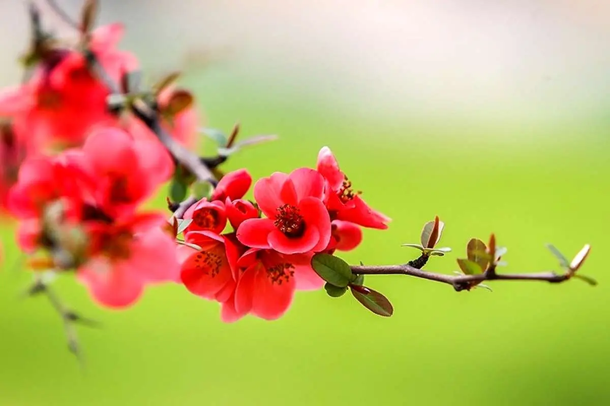 تفال به حافظ چهارشنبه ۱7 اردیبهشت ۱۴۰۴؛ خرم آن روز کز این منزل ویران بروم......