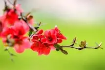 تفال به حافظ چهارشنبه ۱7 اردیبهشت ۱۴۰۴؛ خرم آن روز کز این منزل ویران بروم......
