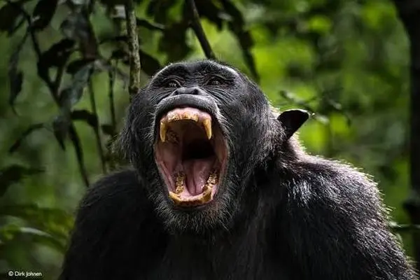 شکار دلخراش یک میمون توسط شامپانزه‌