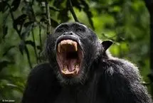 شکار دلخراش یک میمون توسط شامپانزه‌