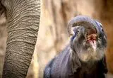 خشم مادرانه فیل برای نجات بچه‌اش