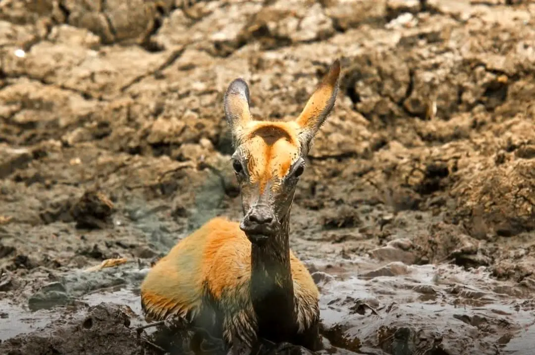 شیرهای بی‌رحم آهوی گرفتار در باتلاق را کشتند 
