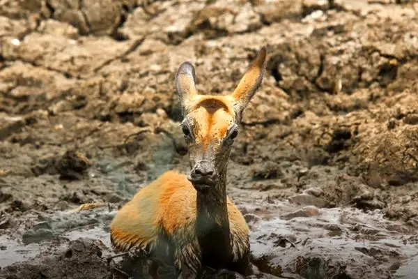 شیرهای بی‌رحم آهوی گرفتار در باتلاق را کشتند 
