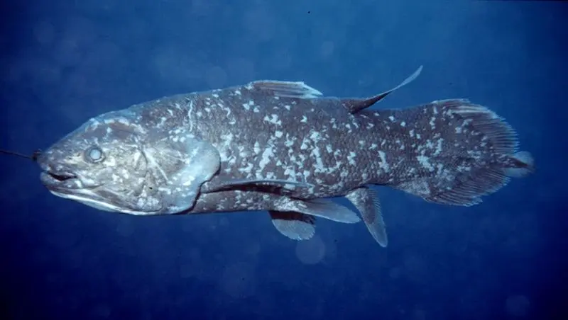 ماهی Latimeria menadoensis