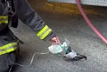 اکسیژن‌رسانی آتش‌نشانان به کبوتر دچار دودگرفتگی