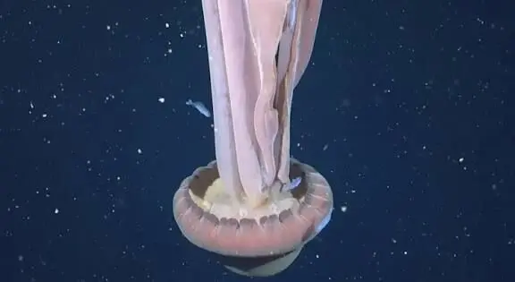 ثبت تصویری نادر از عروس دریایی به اندازه یک اتوبوس!