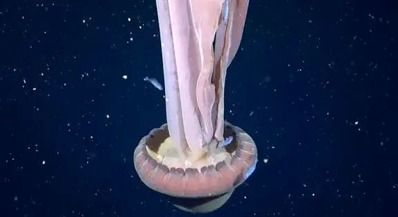 ثبت تصویری نادر از عروس دریایی به اندازه یک اتوبوس!