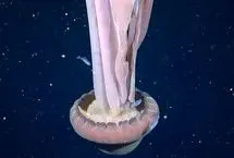 ثبت تصویری نادر از عروس دریایی به اندازه یک اتوبوس!