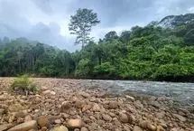 تغییر اقلیم چه بلایی سر جنگل‌ها می‌آورد؟
