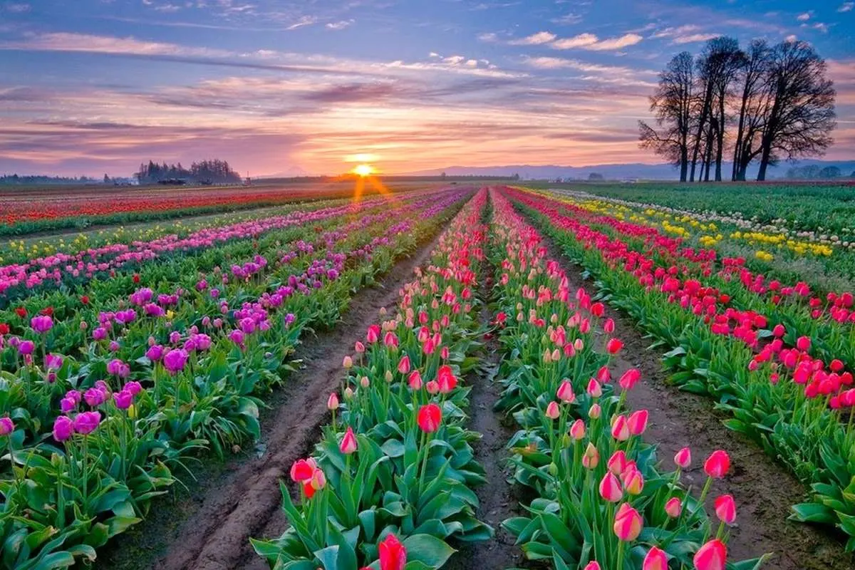 تفال به حافظ شنبه 24 خرداد ۱۴۰۴؛ گر ز دست زلف مشکینت خطایی رفت رفت....
