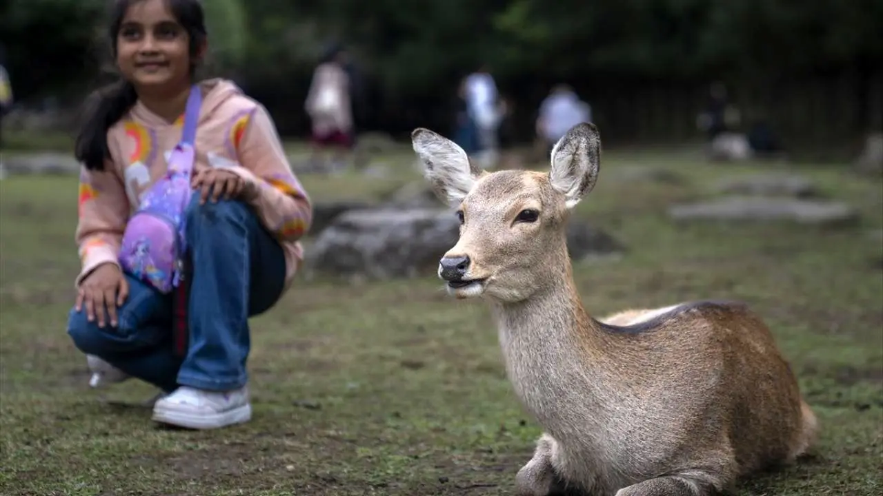 تصاویر؛ پارک نارا و گوزن‌های سیکا، نماد فرهنگی ژاپن 