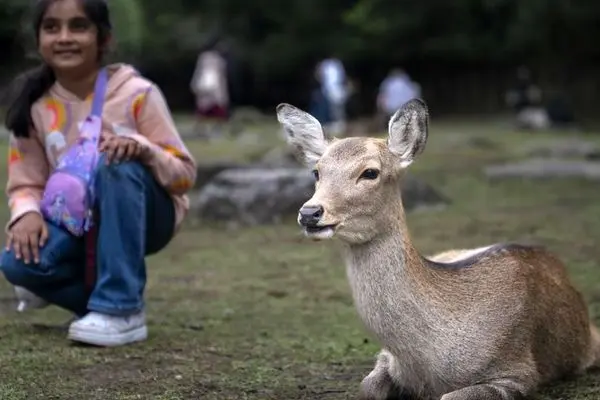 تصاویر؛ پارک نارا و گوزن‌های سیکا، نماد فرهنگی ژاپن 