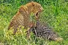شکار دردناک در حیات وحش؛ پلنگ خارپشت را کشت