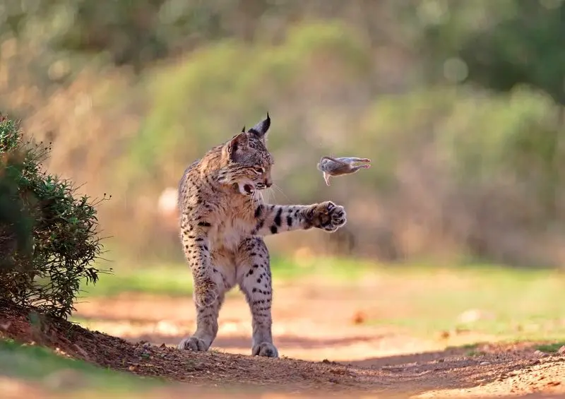 تصاویر حیات وحش