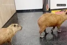 ورود غافلگیرکننده کاپی‌باراها به ساختمان مجلس