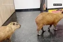 ورود غافلگیرکننده کاپی‌باراها به ساختمان مجلس