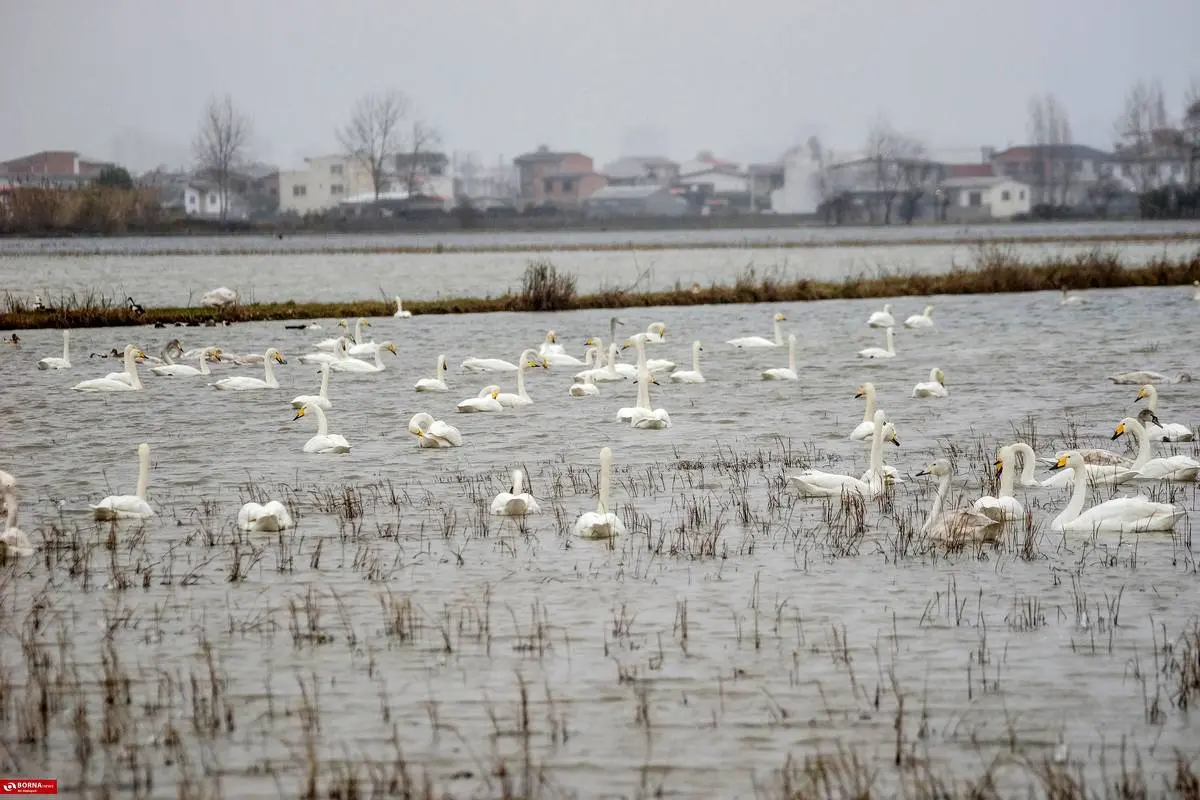 تصاویر؛ سرخرود مازندران میزبان قو‌های آوازخوان 8