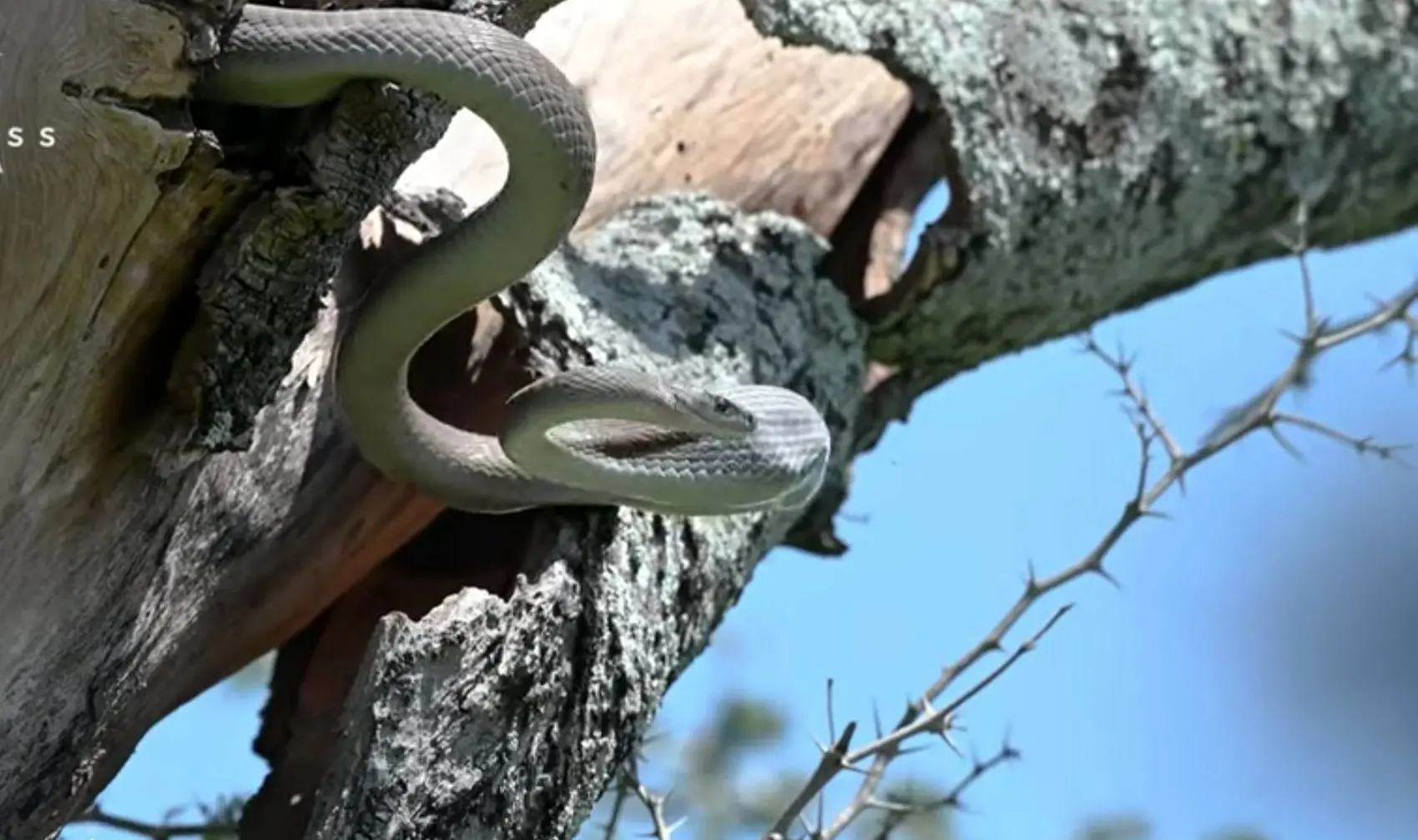 ببینید؛ حمله سارها به مامبای سیاه برای نجات لانه