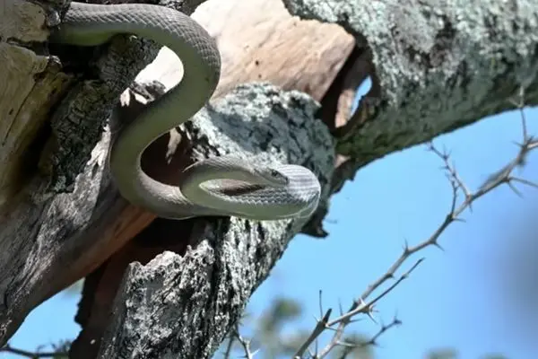 ببینید؛ حمله سارها به مامبای سیاه برای نجات لانه