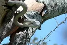 ببینید؛ حمله سارها به مامبای سیاه برای نجات لانه