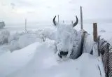 بارش فلج کننده برف در بولیوی