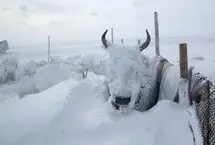 بارش فلج کننده برف در بولیوی