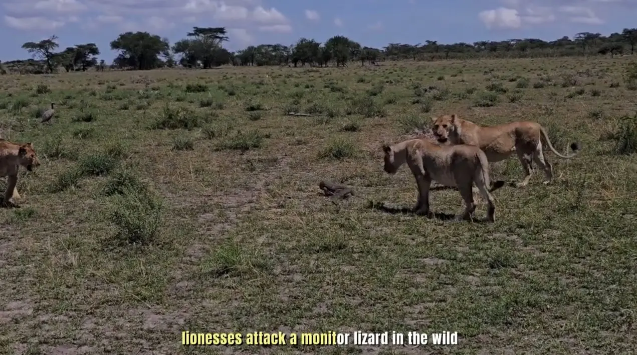 شکار یک بزمجه شجاع توسط شیرها