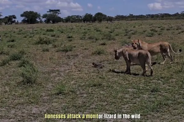 شکار یک بزمجه شجاع توسط شیرها