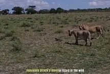 شکار یک بزمجه شجاع توسط شیرها