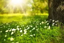 تفال به حافظ شنبه ۲7 اردیبهشت ۱۴۰۴؛ ای صبا گر بگذری بر ساحل رود ارس......