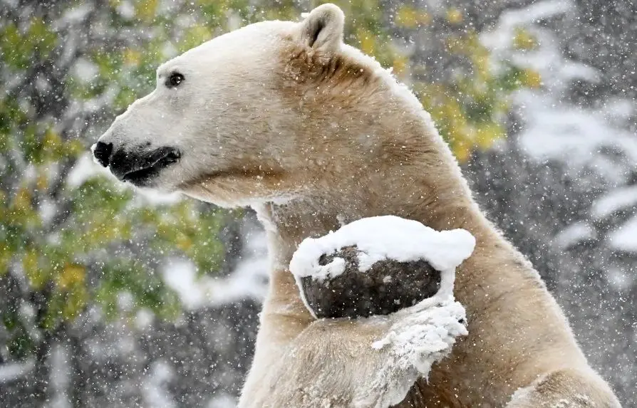 حیوانات باغ وحش بروکفیلد اولین بارش برف فصل را دیدند