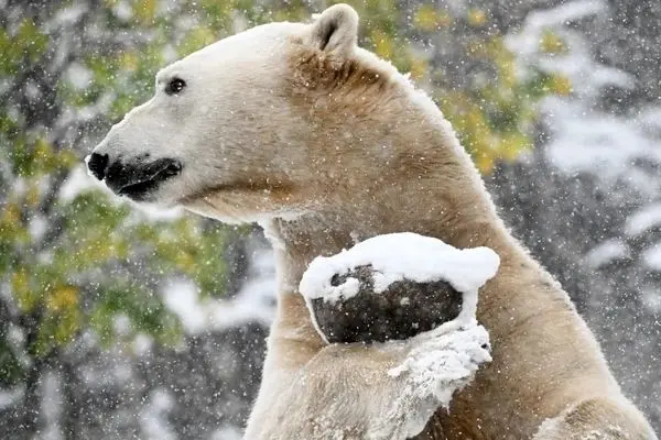 حیوانات باغ وحش بروکفیلد اولین بارش برف فصل را دیدند