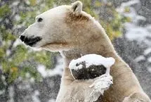 حیوانات باغ وحش بروکفیلد اولین بارش برف فصل را دیدند