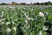 تأمین خشخاش در بخش دارویی از محل کشفیات انجام می‌شود