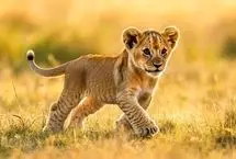 بچه شیر کنجکاو بطری پلاستیکی را با دهانش برداشت