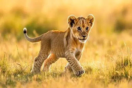 بچه شیر کنجکاو بطری پلاستیکی را با دهانش برداشت