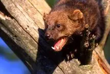 ببینید؛ لحظه تعقیب و شکار خرگوش توسط دله