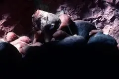 ببینید؛ تنها پستانداران خون‌سرد جهان